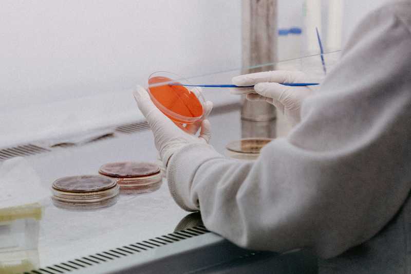 Eine Person in einem Labor tropft mit einer Pipette etwas in eine Petrischale.