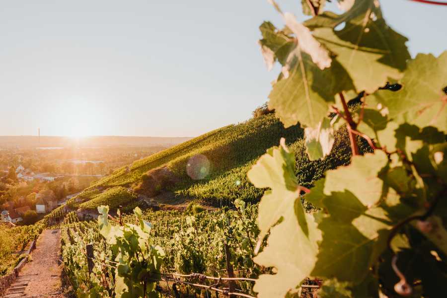 Blick über die Weinberge von Schloss Wackerbarth
