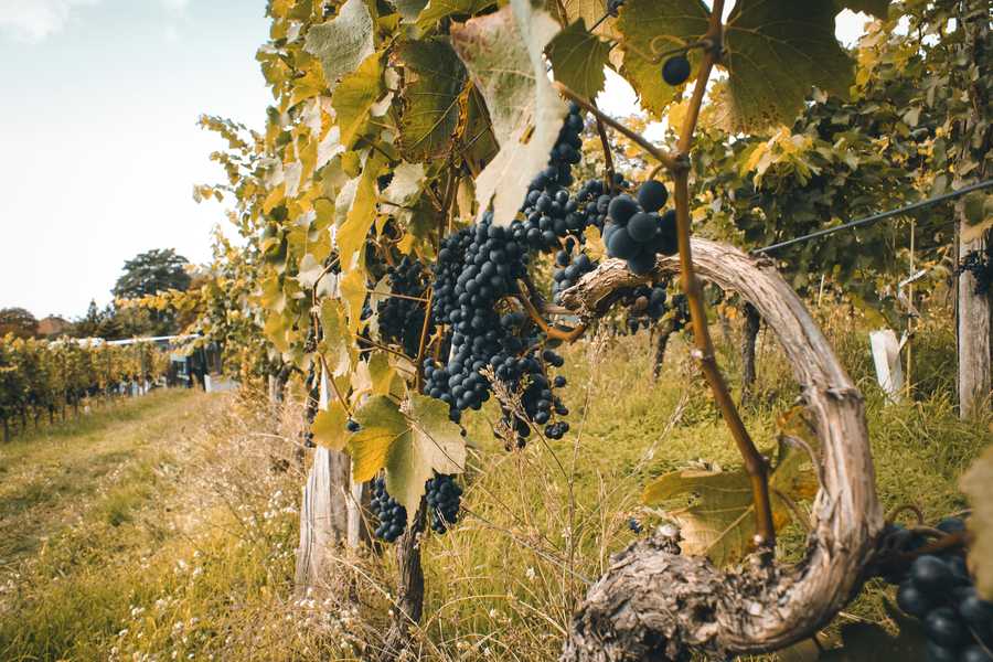 Alte Weinrebe in einem Werberg in Radebeul. (Foto: Yvonne Seidemann (DML-BY))